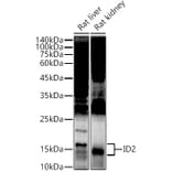 Western Blot - Anti-ID2 Antibody (A12754) - Antibodies.com