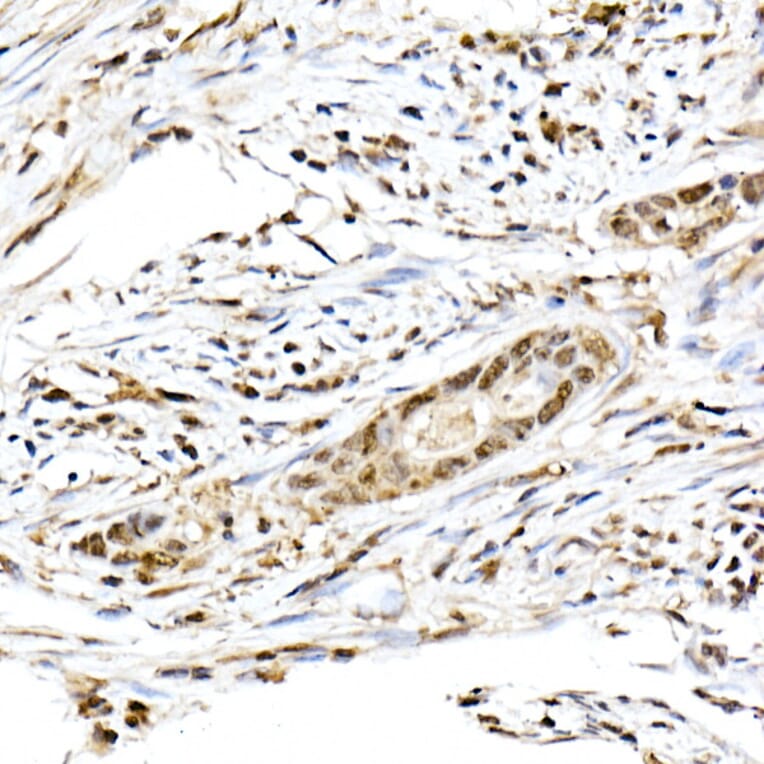 Immunohistochemistry - Anti-ID2 Antibody (A12754) - Antibodies.com