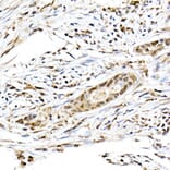 Immunohistochemistry - Anti-ID2 Antibody (A12754) - Antibodies.com