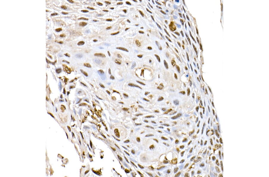 Immunohistochemistry - Anti-ID2 Antibody (A12754) - Antibodies.com