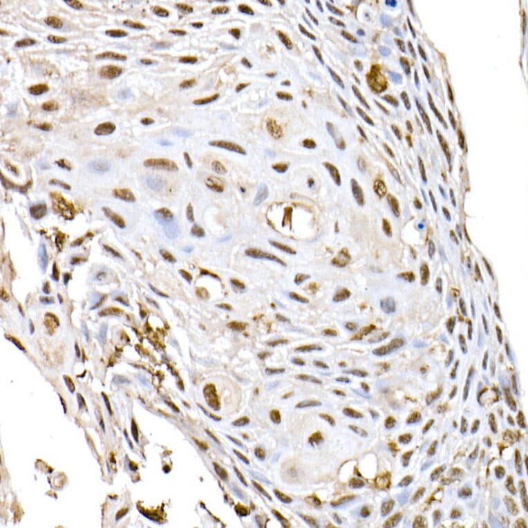 Immunohistochemistry - Anti-ID2 Antibody (A12754) - Antibodies.com