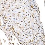 Immunohistochemistry - Anti-ID2 Antibody (A12754) - Antibodies.com