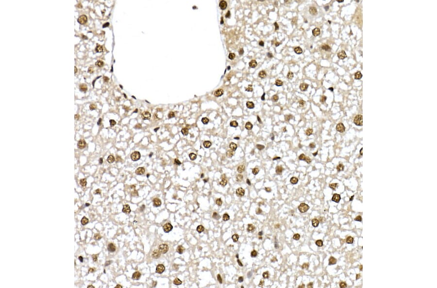 Immunohistochemistry - Anti-ID2 Antibody (A12754) - Antibodies.com