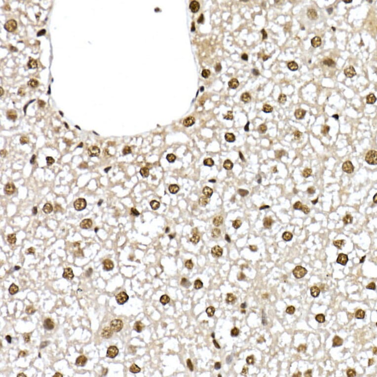 Immunohistochemistry - Anti-ID2 Antibody (A12754) - Antibodies.com