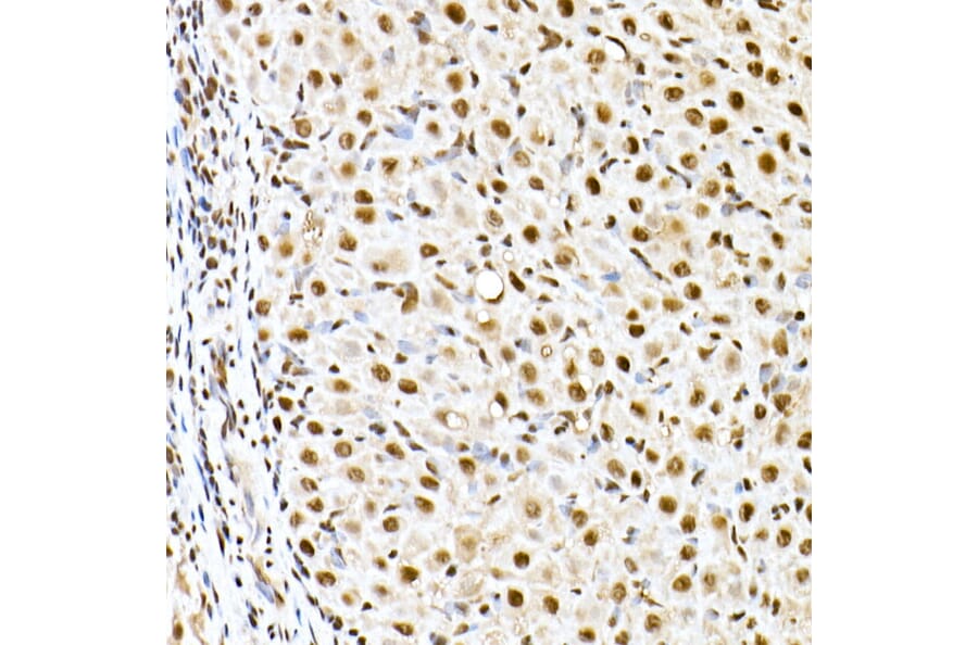 Immunohistochemistry - Anti-ID2 Antibody (A12754) - Antibodies.com