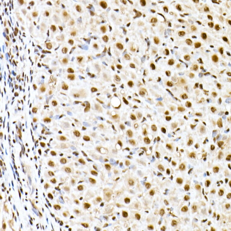 Immunohistochemistry - Anti-ID2 Antibody (A12754) - Antibodies.com