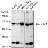 Western Blot - Anti-beta Arrestin 1 Antibody (A12755) - Antibodies.com