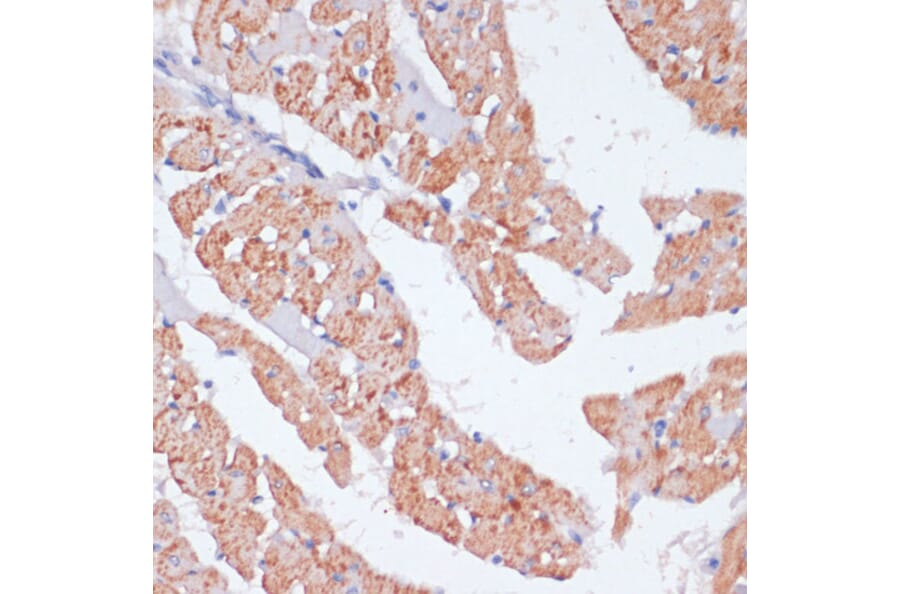 Immunohistochemistry - Anti-beta Arrestin 1 Antibody (A12755) - Antibodies.com