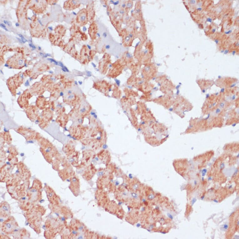 Immunohistochemistry - Anti-beta Arrestin 1 Antibody (A12755) - Antibodies.com