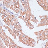 Immunohistochemistry - Anti-beta Arrestin 1 Antibody (A12755) - Antibodies.com