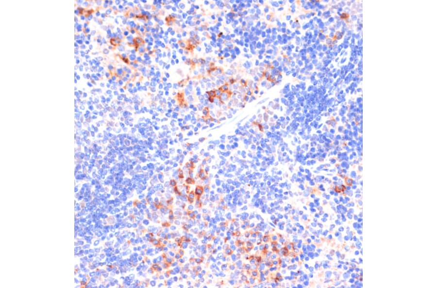 Immunohistochemistry - Anti-beta Arrestin 1 Antibody (A12755) - Antibodies.com