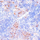 Immunohistochemistry - Anti-beta Arrestin 1 Antibody (A12755) - Antibodies.com