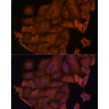Immunofluorescence - Anti-beta Arrestin 1 Antibody (A12755) - Antibodies.com