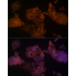 Immunofluorescence - Anti-beta Arrestin 1 Antibody (A12755) - Antibodies.com