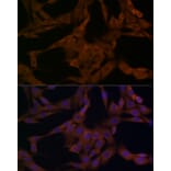 Immunofluorescence - Anti-beta Arrestin 1 Antibody (A12755) - Antibodies.com