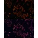 Immunofluorescence - Anti-beta Arrestin 1 Antibody (A12755) - Antibodies.com