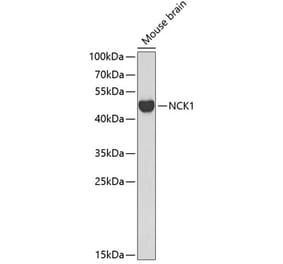 Western Blot - Anti-Nck Antibody (A12756) - Antibodies.com