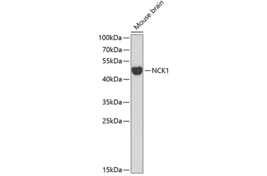 Western Blot - Anti-Nck Antibody (A12756) - Antibodies.com