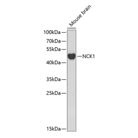 Western Blot - Anti-Nck Antibody (A12756) - Antibodies.com