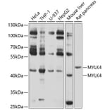 Western Blot - Anti-MYLK4 Antibody (A12757) - Antibodies.com