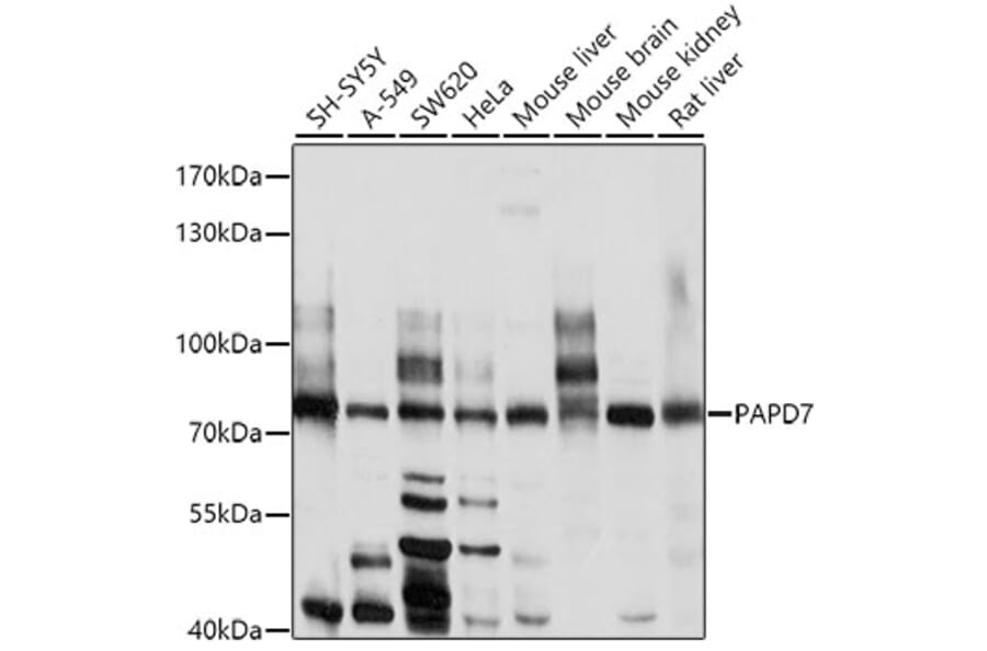 Western Blot - Anti-TRF41 Antibody (A12760) - Antibodies.com