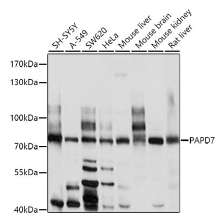 Western Blot - Anti-TRF41 Antibody (A12760) - Antibodies.com