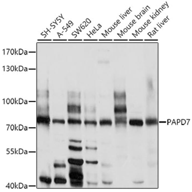 Western Blot - Anti-TRF41 Antibody (A12760) - Antibodies.com