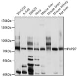 Western Blot - Anti-TRF41 Antibody (A12760) - Antibodies.com