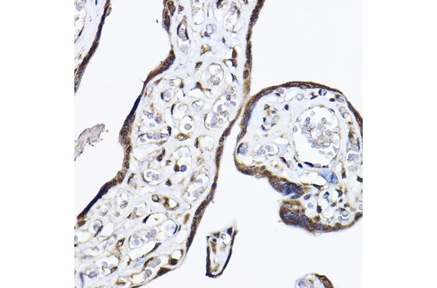 Immunohistochemistry - Anti-TRF41 Antibody (A12760) - Antibodies.com