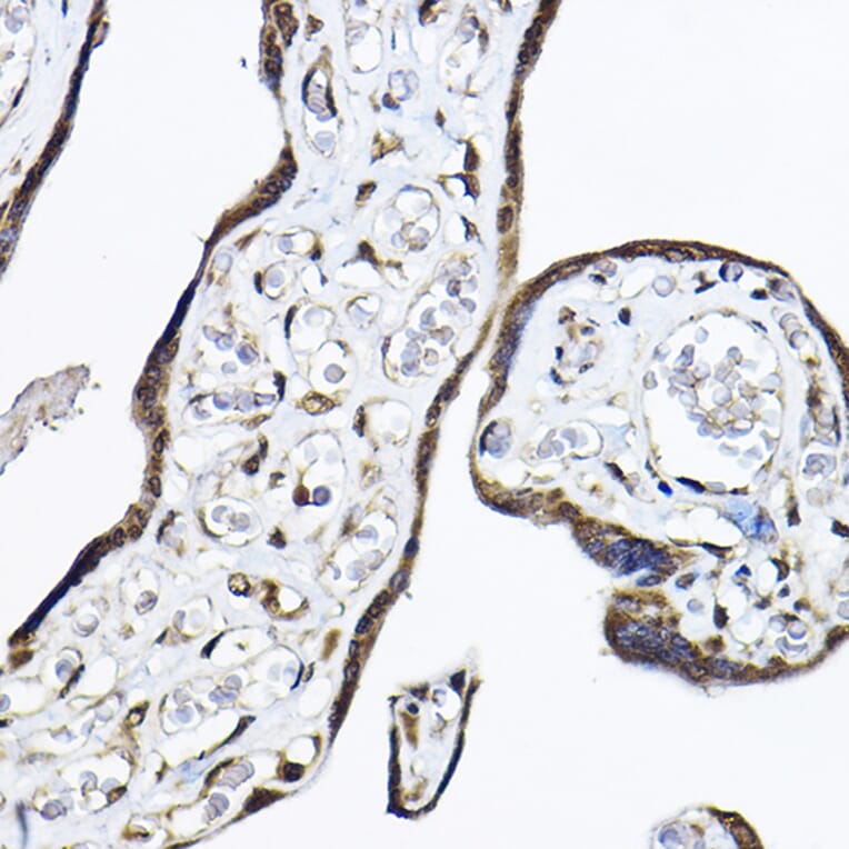 Immunohistochemistry - Anti-TRF41 Antibody (A12760) - Antibodies.com