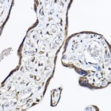 Immunohistochemistry - Anti-TRF41 Antibody (A12760) - Antibodies.com