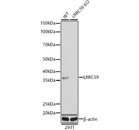Western Blot - Anti-LRRC59 Antibody (A12762) - Antibodies.com
