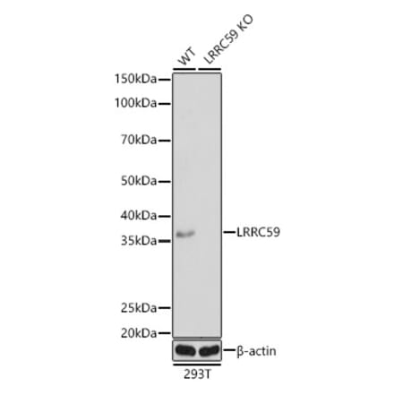 Western Blot - Anti-LRRC59 Antibody (A12762) - Antibodies.com