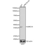 Western Blot - Anti-LRRC59 Antibody (A12762) - Antibodies.com