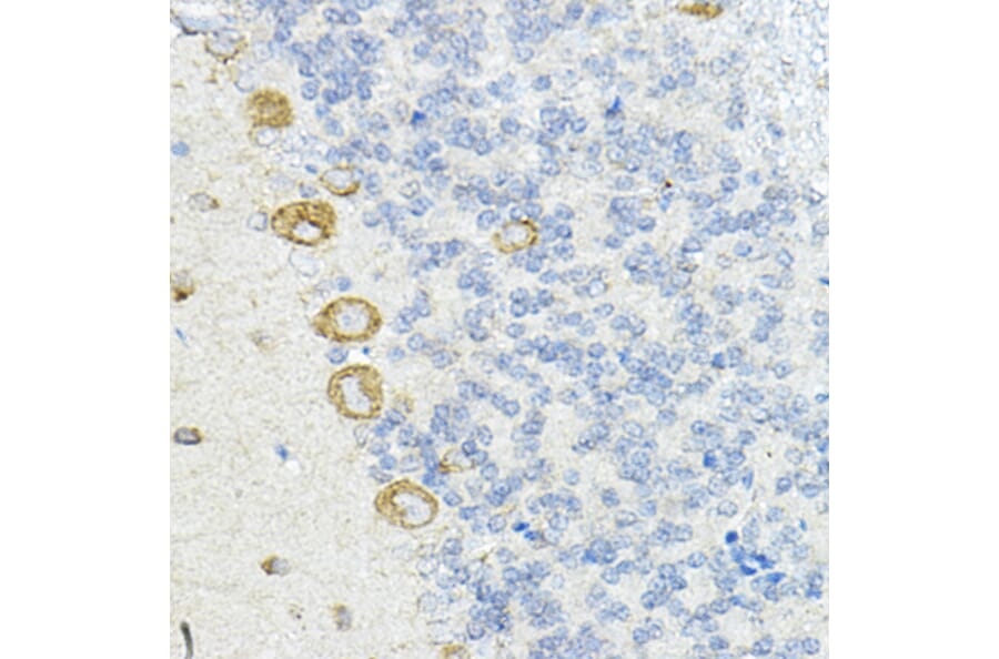 Immunohistochemistry - Anti-LRRC59 Antibody (A12762) - Antibodies.com