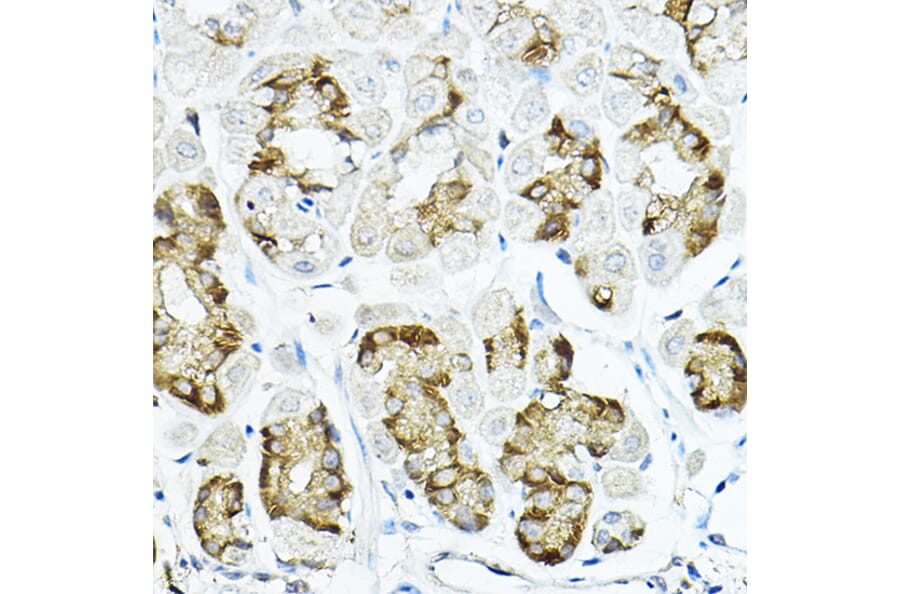 Immunohistochemistry - Anti-LRRC59 Antibody (A12762) - Antibodies.com