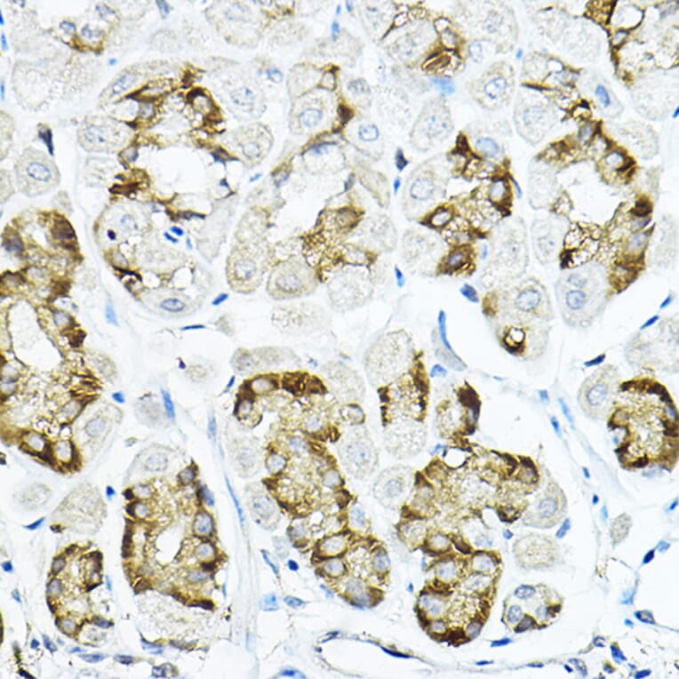 Immunohistochemistry - Anti-LRRC59 Antibody (A12762) - Antibodies.com