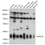 Western Blot - Anti-MRPL39 Antibody (A10023) - Antibodies.com