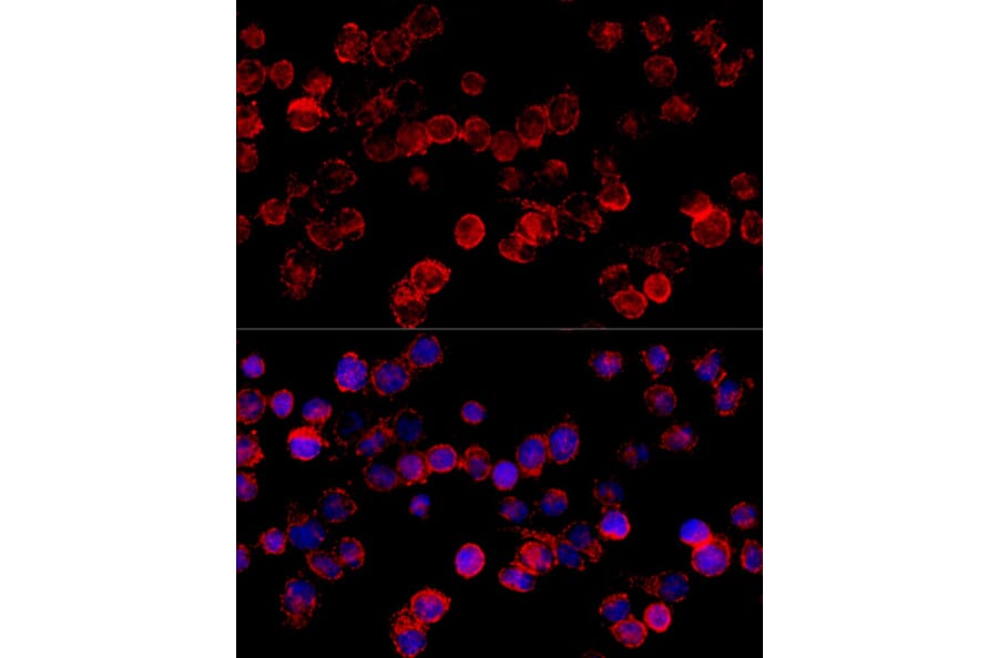 Immunofluorescence - Anti-CYP3A7 Antibody (A10026) - Antibodies.com