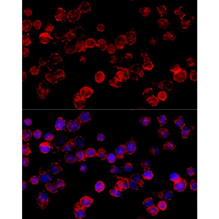 Immunofluorescence - Anti-CYP3A7 Antibody (A10026) - Antibodies.com