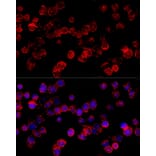 Immunofluorescence - Anti-CYP3A7 Antibody (A10026) - Antibodies.com