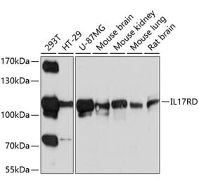 Western Blot - Anti-IL-17RD Antibody (A12767) - Antibodies.com