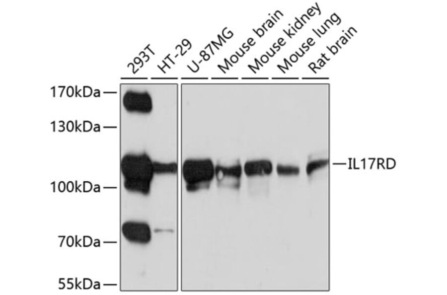 Western Blot - Anti-IL-17RD Antibody (A12767) - Antibodies.com