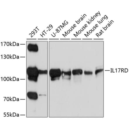 Western Blot - Anti-IL-17RD Antibody (A12767) - Antibodies.com