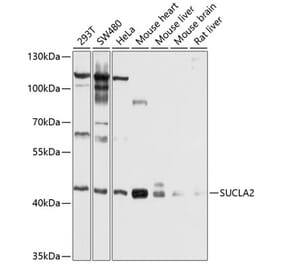 Western Blot - Anti-SUCLA2 Antibody (A12768) - Antibodies.com