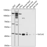 Western Blot - Anti-SUCLA2 Antibody (A12768) - Antibodies.com