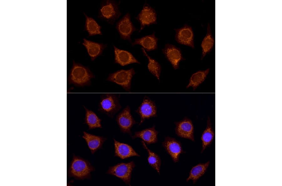 Immunofluorescence - Anti-SUCLA2 Antibody (A12768) - Antibodies.com