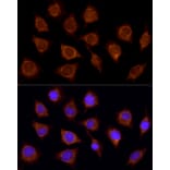 Immunofluorescence - Anti-SUCLA2 Antibody (A12768) - Antibodies.com
