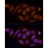 Immunofluorescence - Anti-SUCLA2 Antibody (A12768) - Antibodies.com