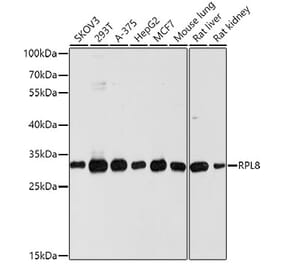 Western Blot - Anti-RPL8 Antibody (A12769) - Antibodies.com